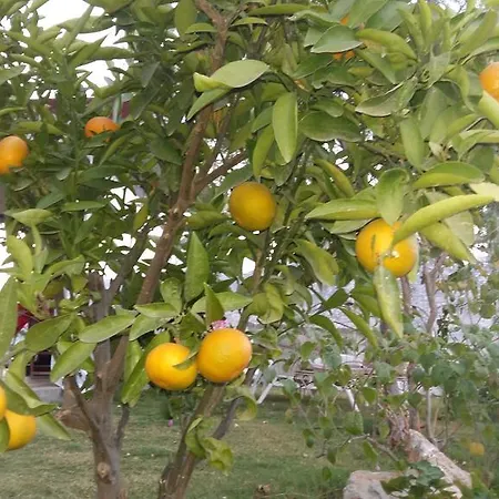 Masal מלון